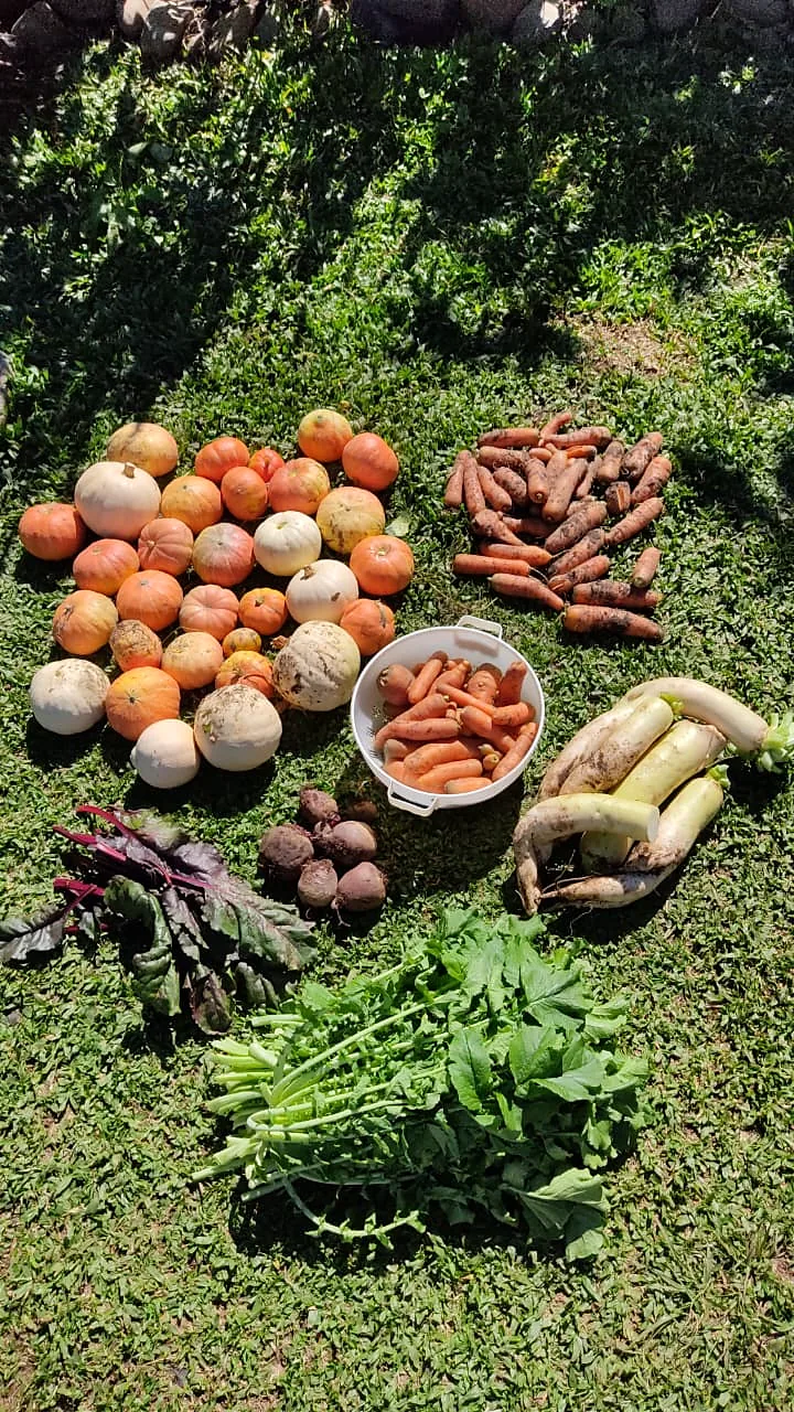 Prato vegetariano